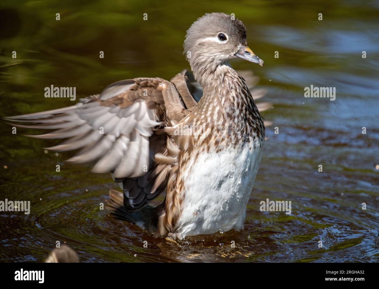 Mandarin Duck Female (Aix galericulata) auf dem Llangollen-Kanal Stockfoto