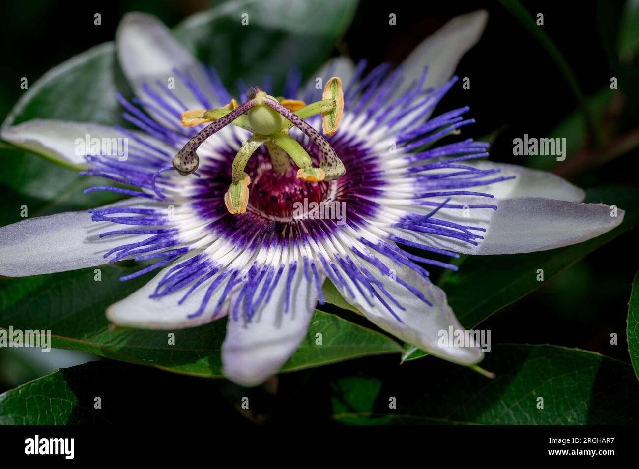 Nahaufnahme der Passionsblume. Passiflora caerulea Blooming. Blaue Passionsblume. Blaue Leidenschaft. Eine gemeinsame Passionsblume. Stockfoto