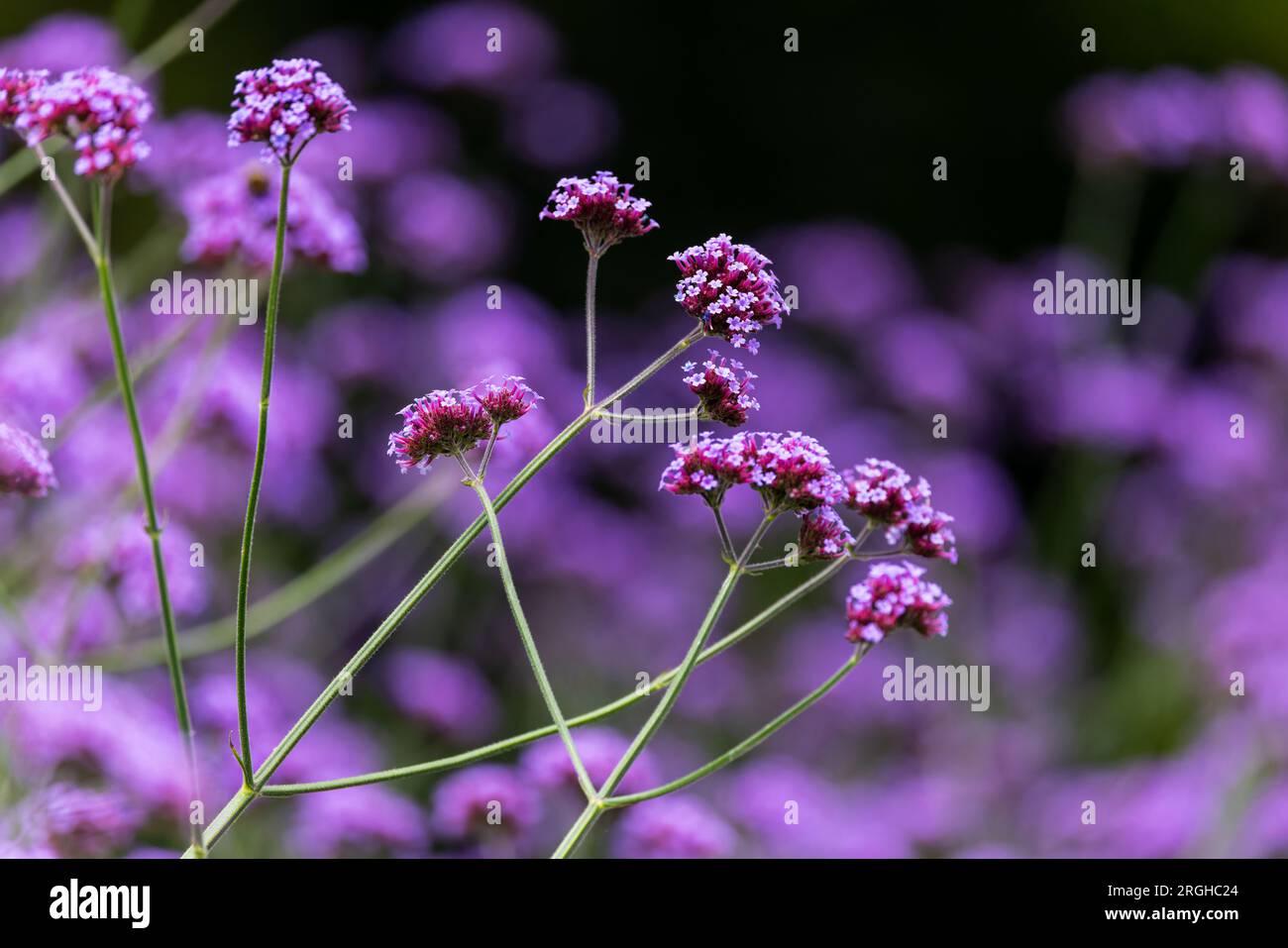 Verbena- oder „Vervain“- oder „Purpletop“-Blüten „Verbena bonariensis“. Nahaufnahme lebendige Farben vor dunkel verschwommenem Hintergrund. Wicklow, Irland Stockfoto