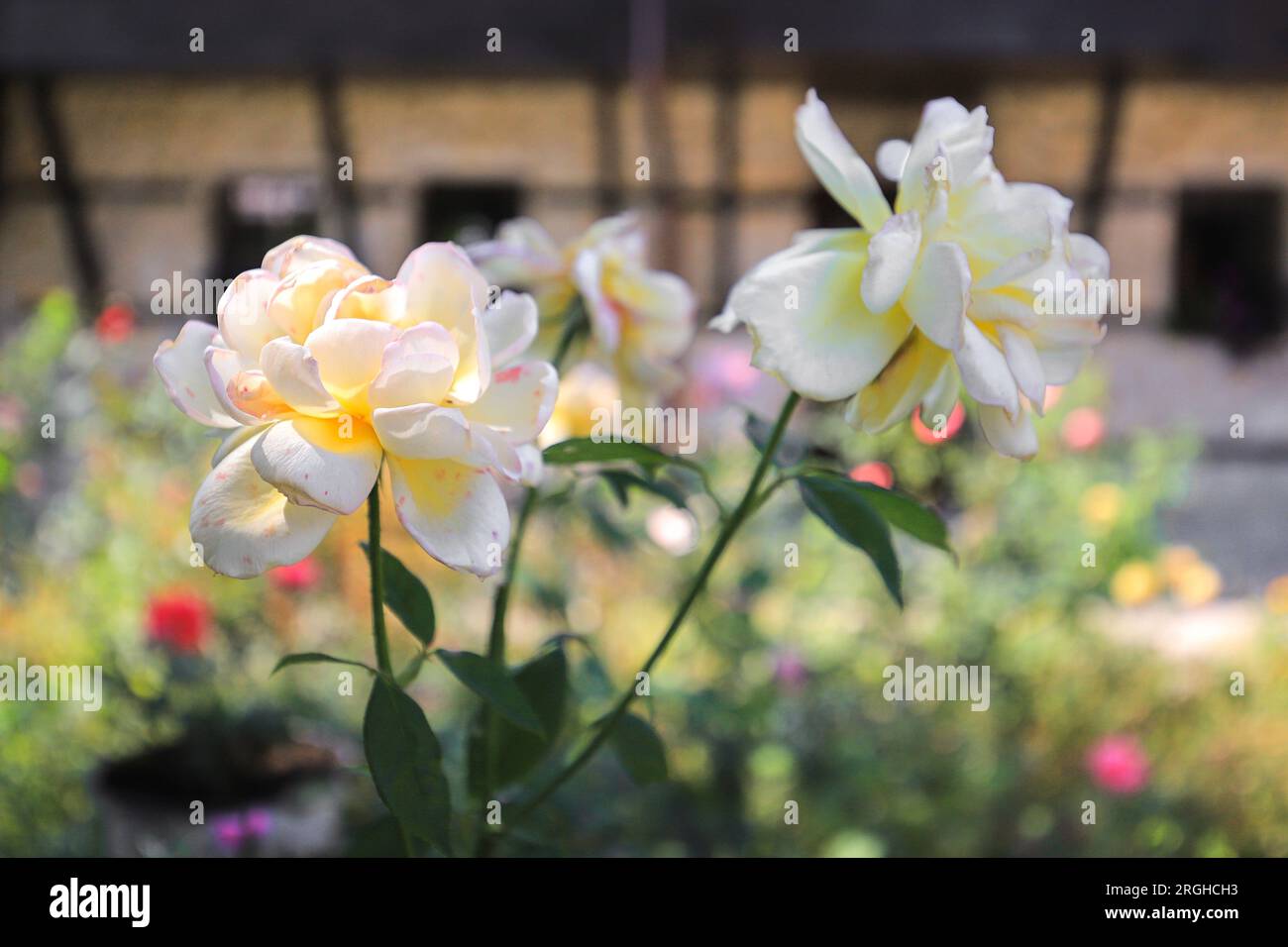 Schöne Blumen weiße Rosen wachsen in einem Blumenbeet Stockfoto