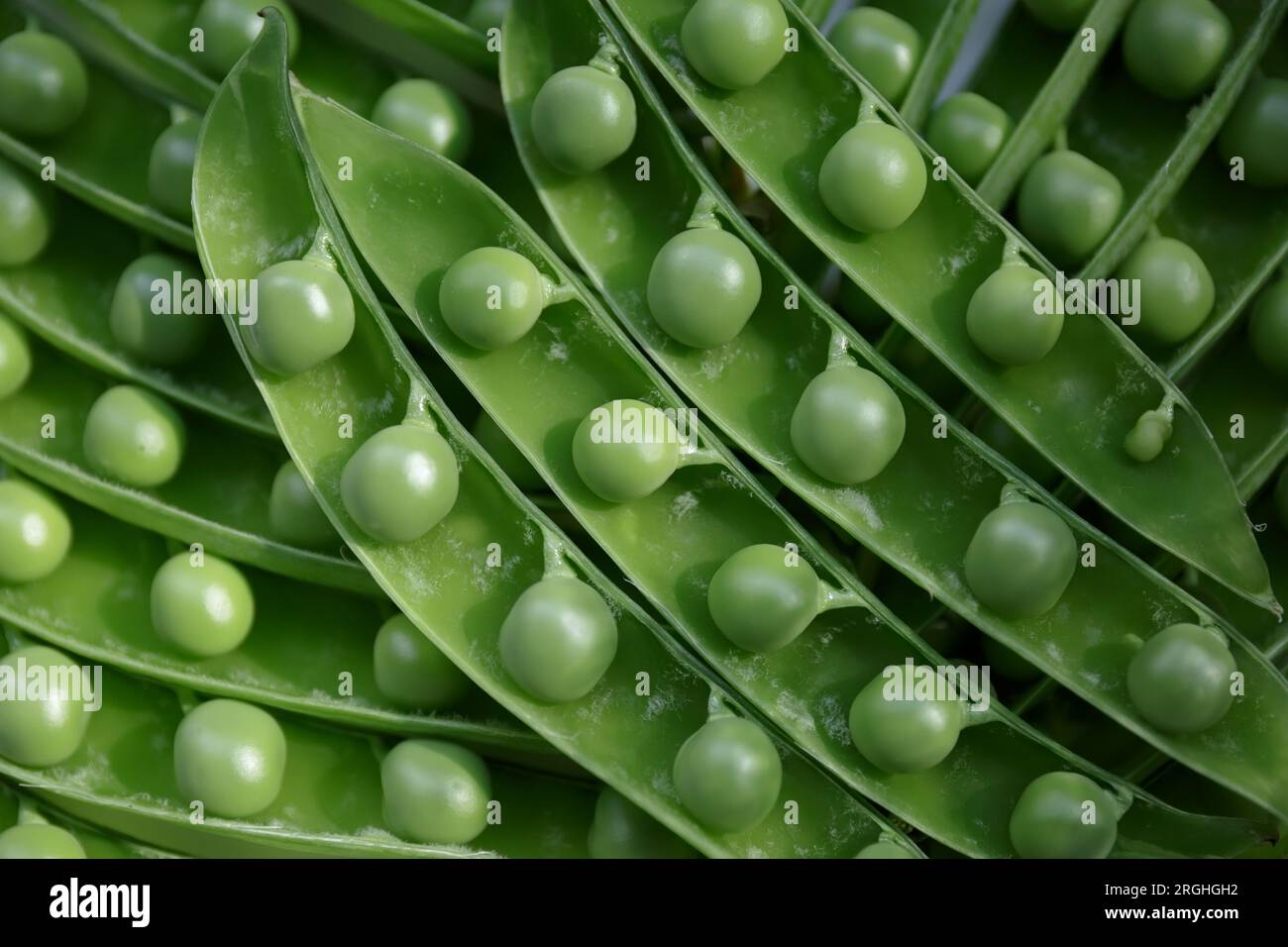 Körner grüner junger Erbsen in offenen Schoten. Ernte reifer frischer Erbsen. Stockfoto