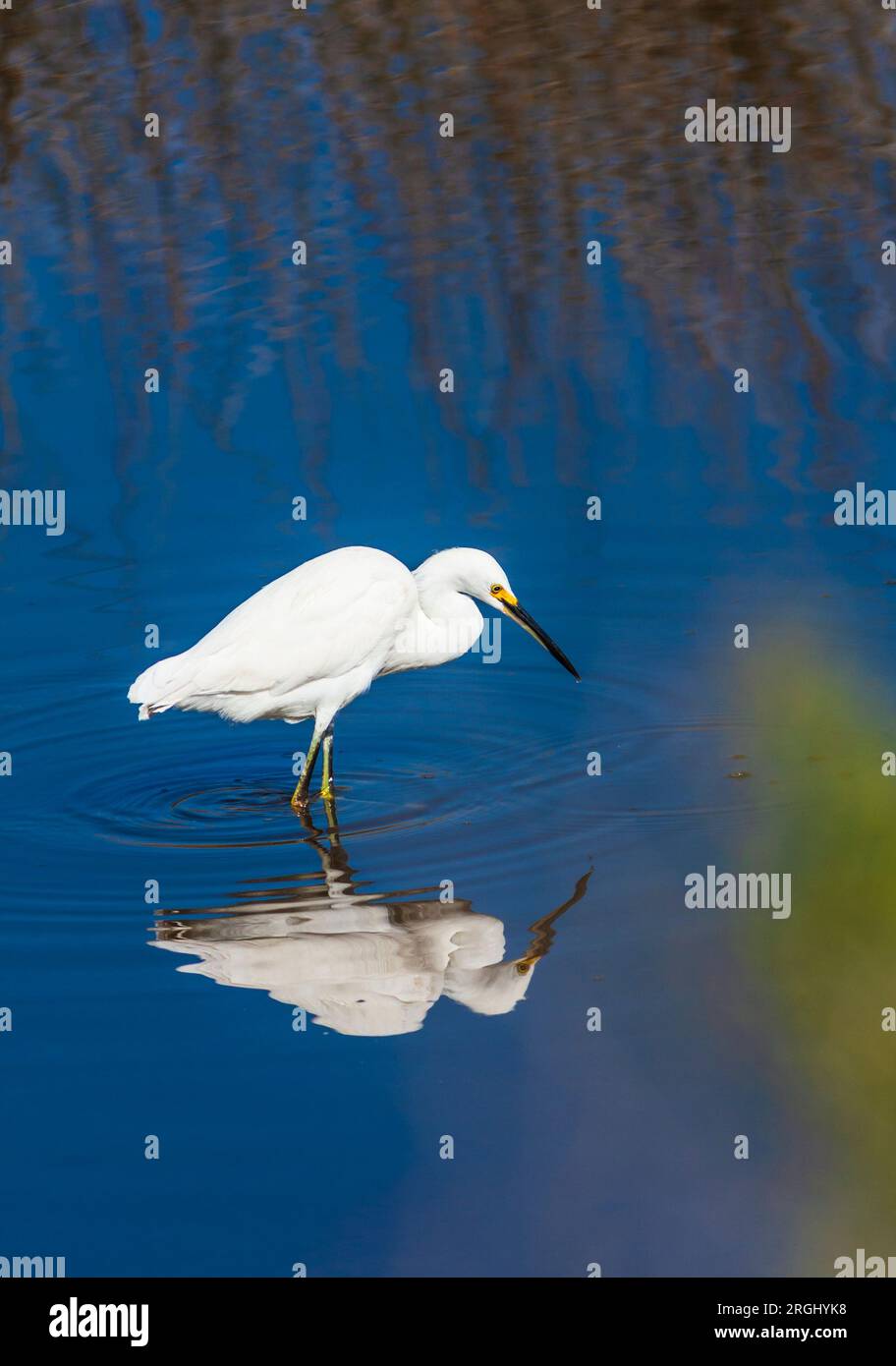 Silberreiher, Ardea Alba, am Markusplatz National Wildlife Refuge an Floridas Golfküste. Stockfoto