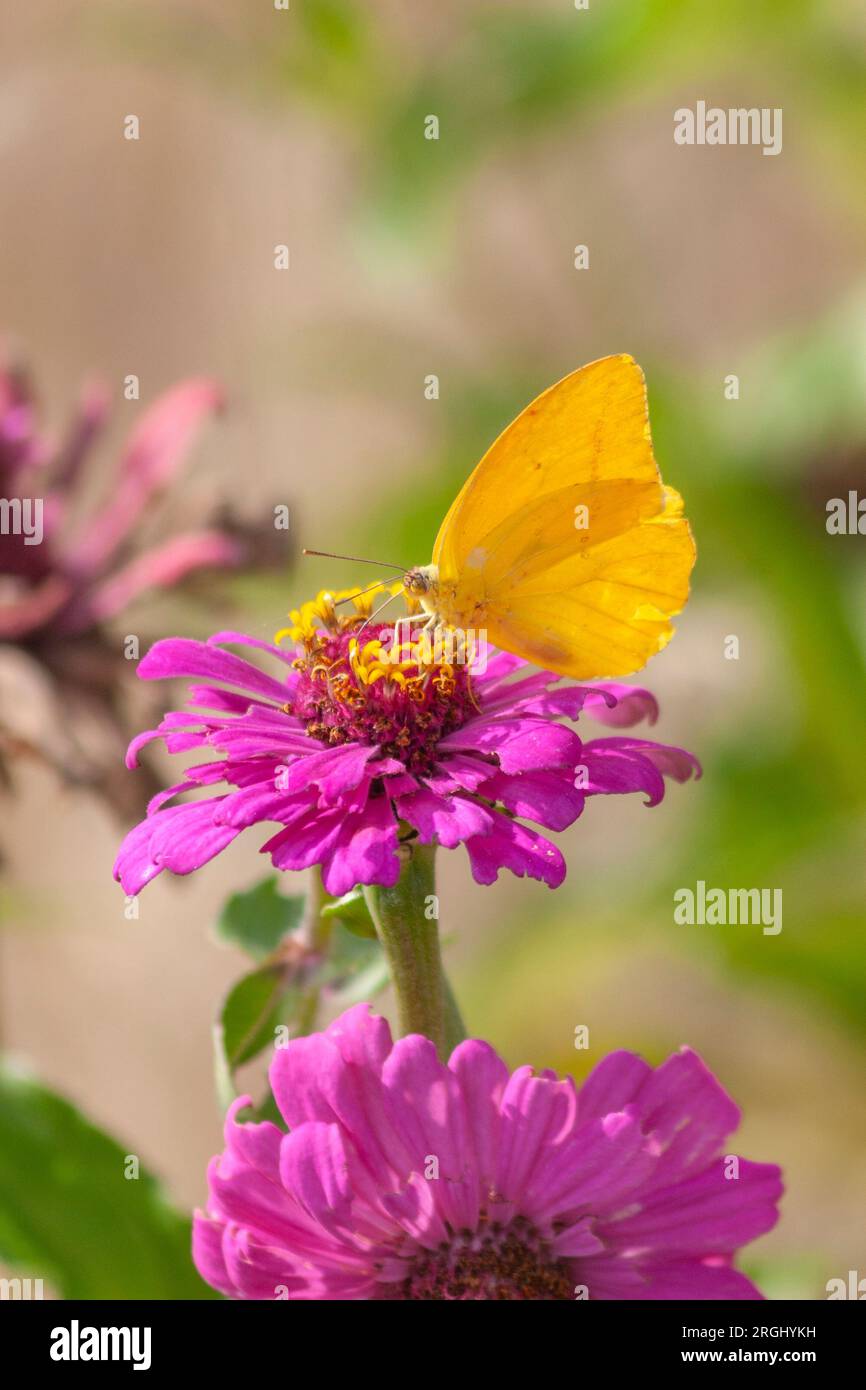 Großer Orangen-Schwefel-Schmetterling, Colias-Thema, in der Nähe von Fort Davis, Texas. Stockfoto