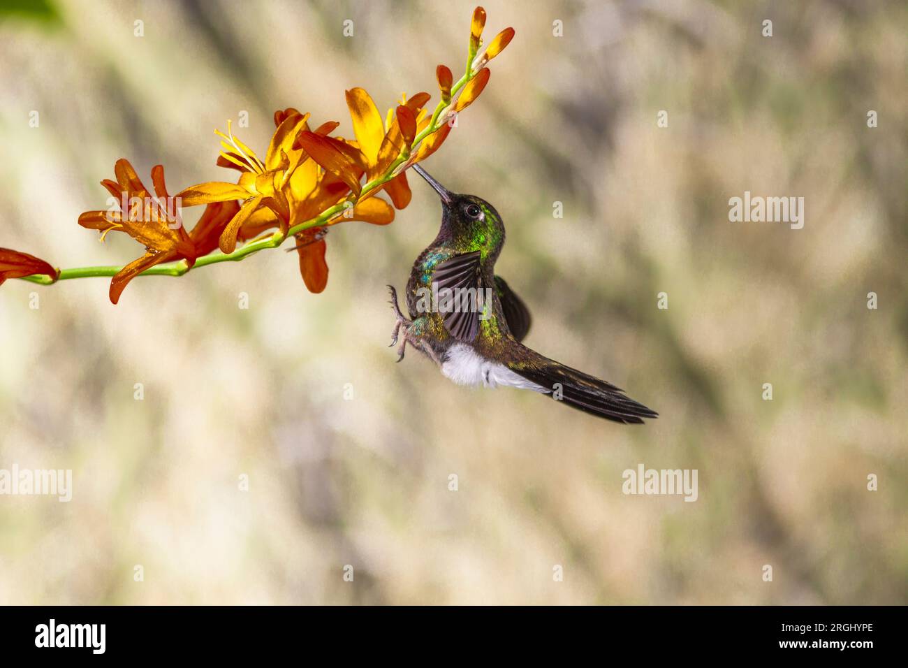 Turmalin Sunangel Kolibri, Heliangelus exortis, in der Guango Lodge in Ecuador. Stockfoto