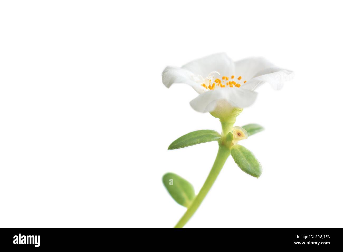 Nahaufnahme von weißer Moosrose oder mexikanischer Rose isoliert auf weißem Hintergrund, portulaca grandiflora, weicher Fokus der beliebten Blume, auch bekannt als 11 Uhr, pur Stockfoto