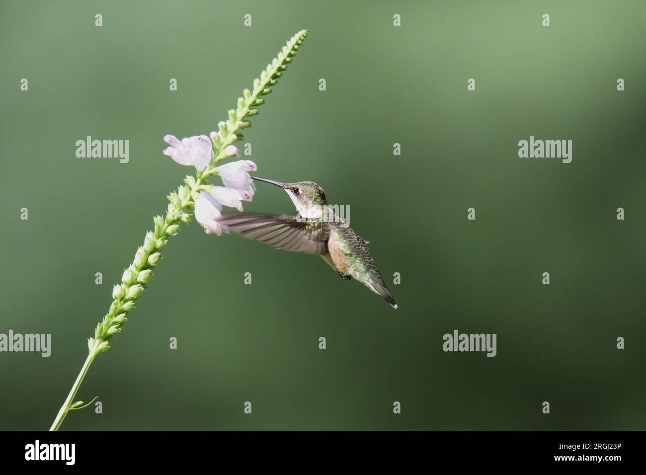 Weiblicher rubinhaltiger Kolibri, der sich an gehorsamer Pflanze ernährt Stockfoto