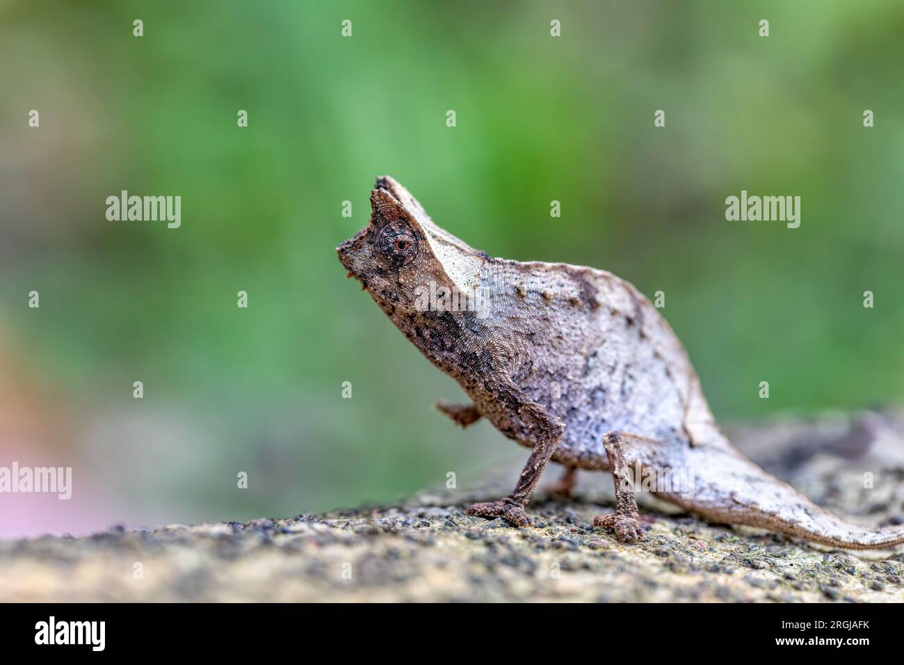 Perinetblatt Chamäleon (Brookesia theresieni), kleines EidechsenChamäleon, das das braune Blatt in seinem natürlichen Lebensraum imitiert. Reserve Peyrieras Madagascar Ex Stockfoto