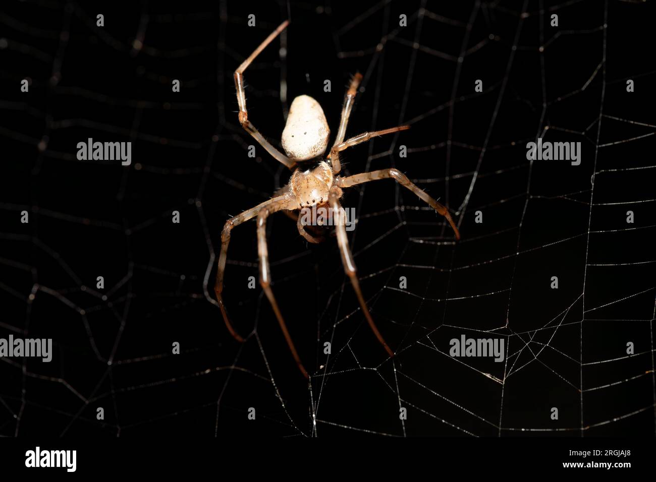 Nephilengys livida, die große weiße Spinne ist eine nephilide Spinne, die in menschlichen Wohnungen üblich ist. Analamazaotra National Park, Madagaskar Wildtiere Stockfoto