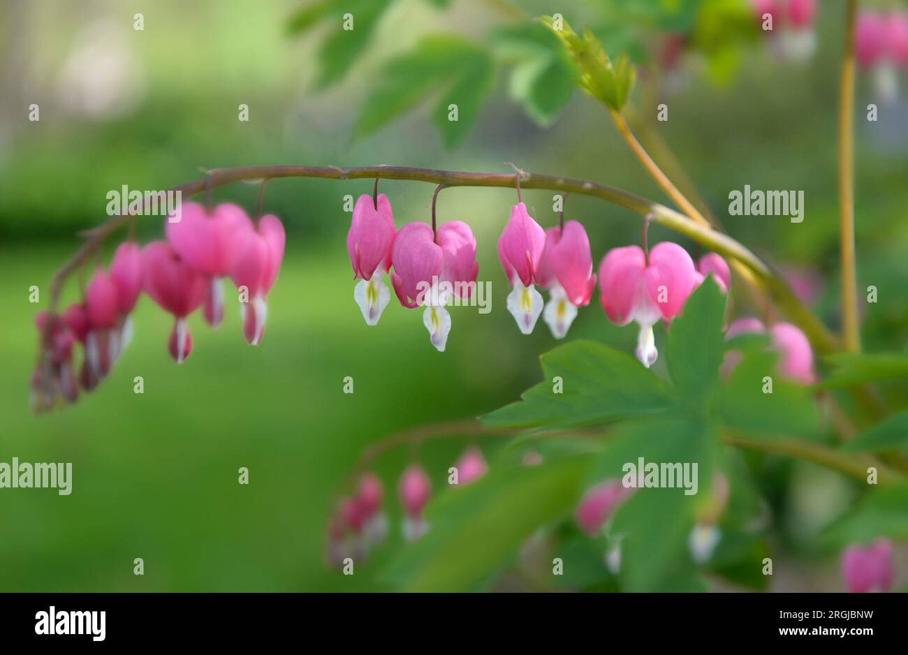 Wunderschöne Blumen von Dicentra, das blutende Herz in Herzformen in Blüte auf grünem Hintergrund Stockfoto
