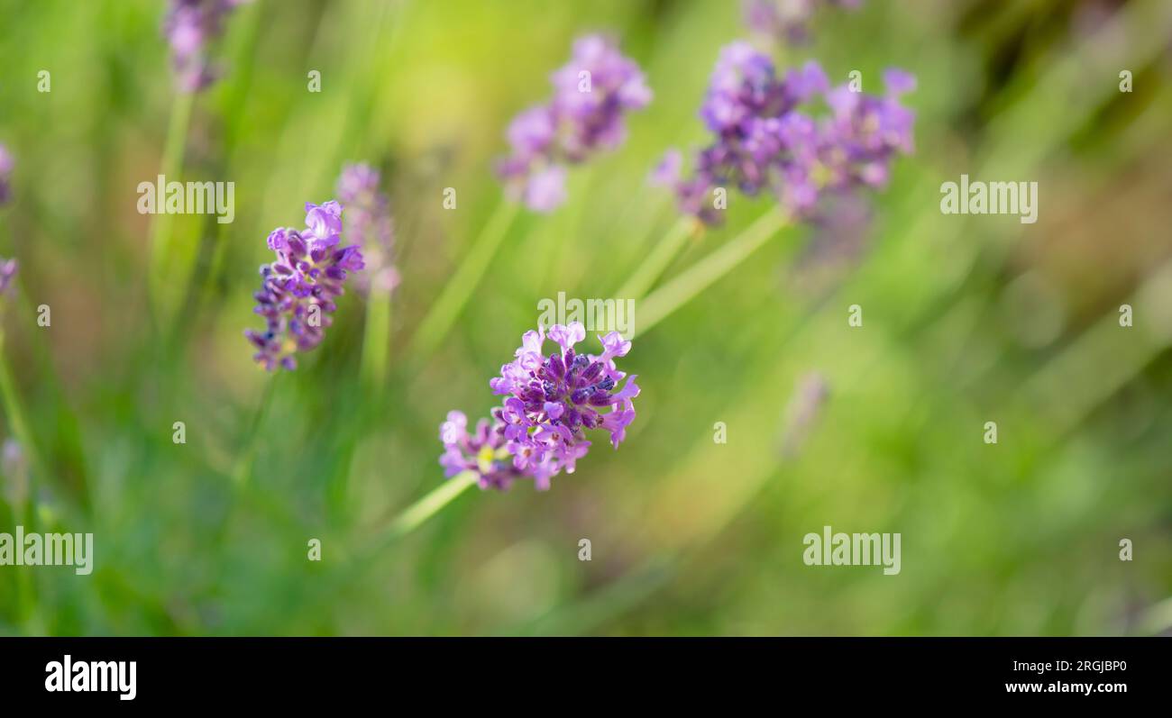 Nahaufnahme auf Lavendelblumen, die in einem Garten blühen Stockfoto