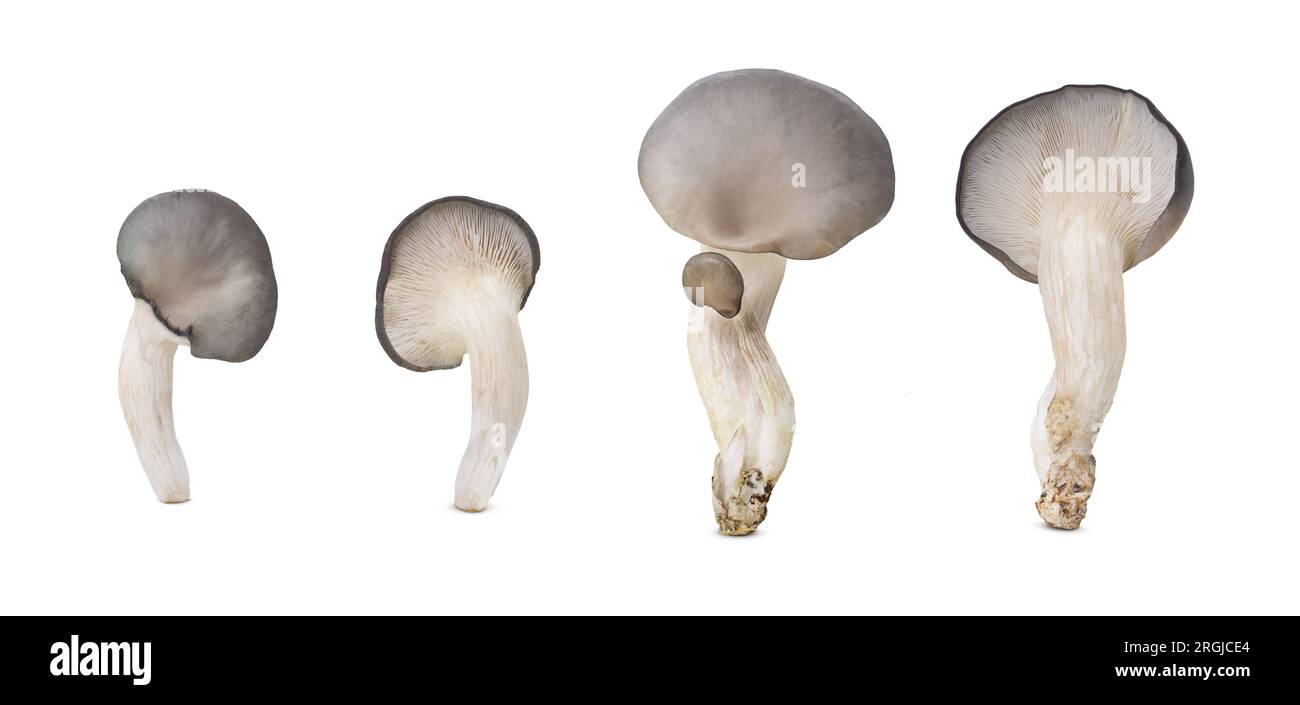 Austernpilze auf weißem isoliertem Hintergrund. Rohprodukt, Zutat, Vegetarismus. Ansicht von zwei Seiten, vorne und hinten. Set oder Sammlung Stockfoto
