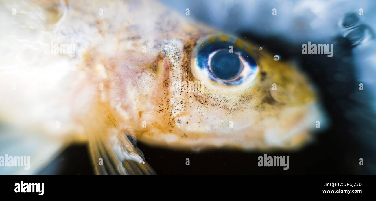 Makroporträt eines Rumpffisches. Selektive Fokussierung auf Operculum und Auge Stockfoto