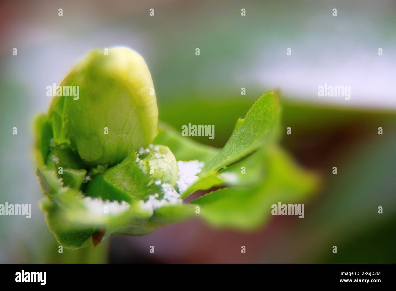 Die Weihnachtsblume (Helleborus) ist in Nahaufnahme dargestellt. Diese ungewöhnliche Blume blüht im Winter (Knospe während des kalten Winds) Stockfoto