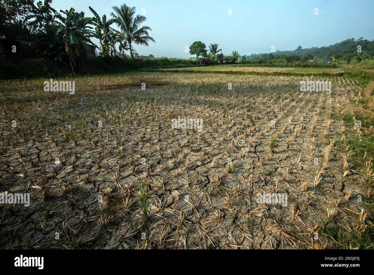 Trockene Reisfelder benötigen in der Trockenzeit Wasser, da das El Nino-Wetter wieder da ist Stockfoto