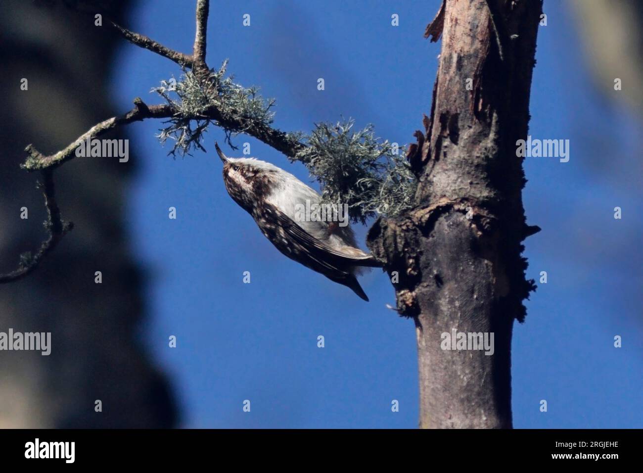TREECREEPER (Certhia familiaris) auf der Suche nach Baumflechten, UK. Stockfoto