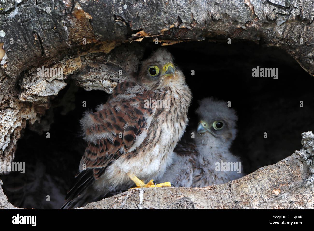 KESTREL (Falco tinnunculus) Küken in Nest, UK. Stockfoto