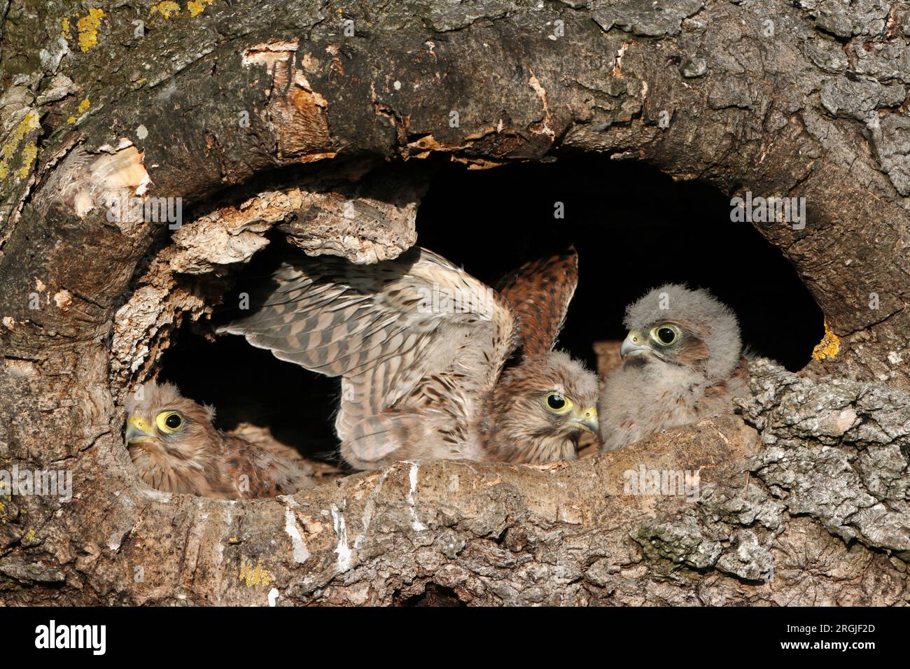 KESTREL (Falco tinnunculus) Küken am Eingang zum Nest, UK. Stockfoto