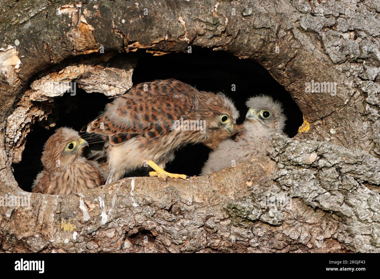 KESTREL (Falco tinnunculus) Küken am Eingang zum Nest, UK. Stockfoto