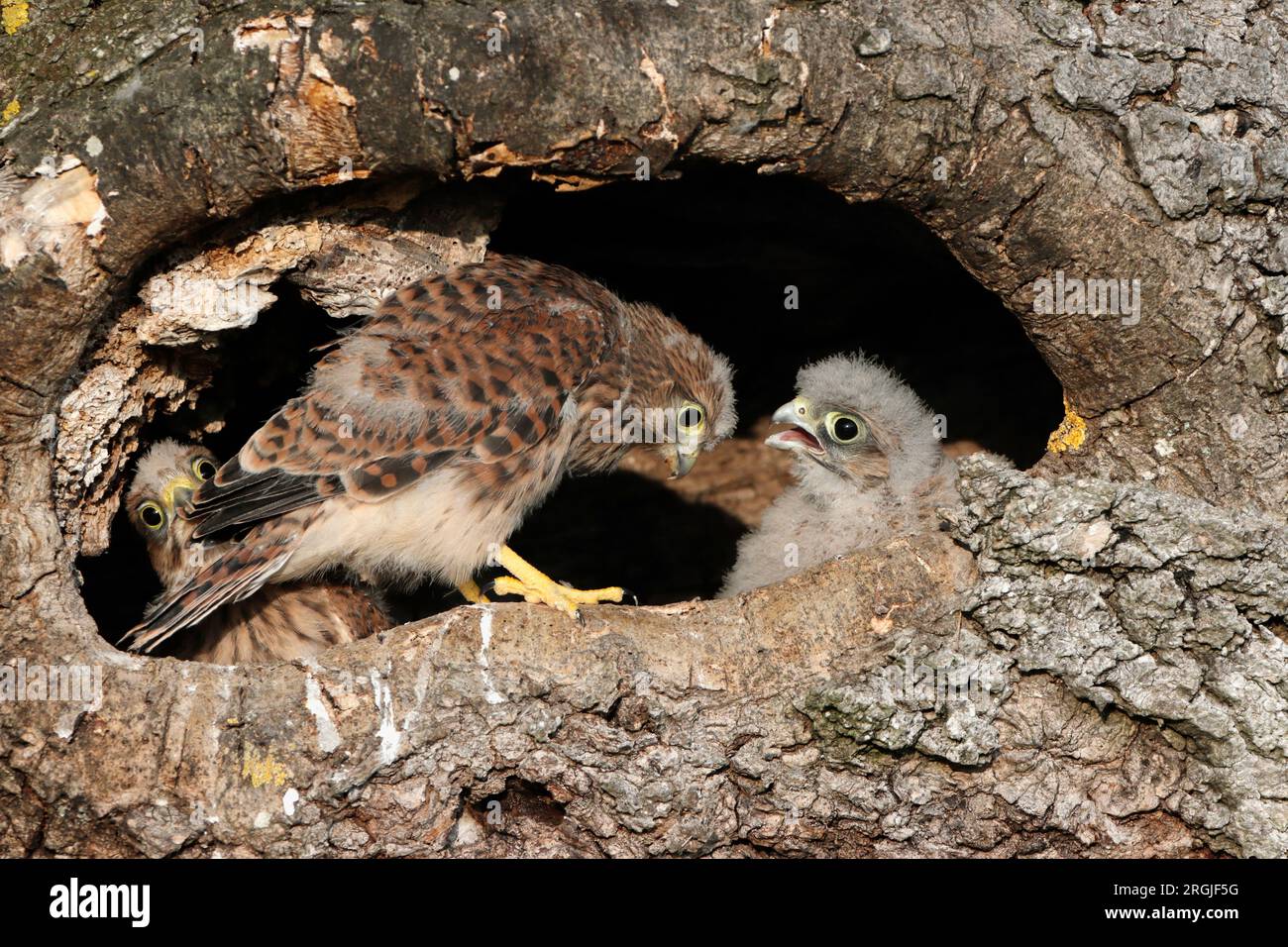 KESTREL (Falco tinnunculus) Küken am Eingang zum Nest, UK. Stockfoto