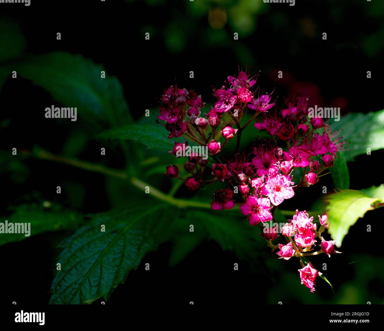 Piraea japonica „Anthony Waterer“ in Violett, im Schatten und im Licht Stockfoto