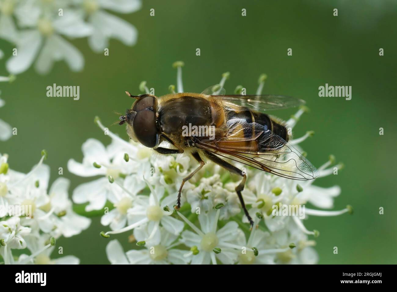 Natürliche Nahaufnahme der Drohnenfliege mit Glasflügeln, Eristalis similis auf einer weißen Blüte von Heracleum sphondylium Stockfoto