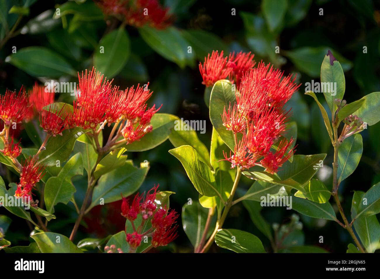 Leuchtend rote flauschige Blumen von Metrosideros collina, „Frühlingsfeuer“, eine Vielfalt neuseeländischer Weihnachtsbäume im Queensland Garden, Australien. Sommer. Stockfoto