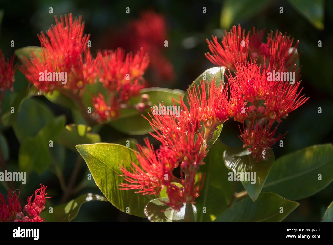 Leuchtend rote flauschige Blumen von Metrosideros collina, „Frühlingsfeuer“, eine Vielfalt neuseeländischer Weihnachtsbäume im Queensland Garden, Australien. Sommer. Stockfoto