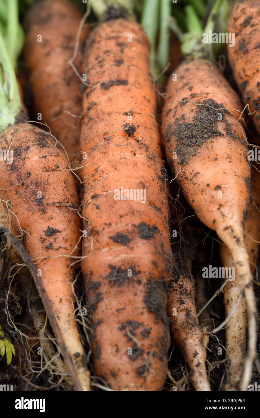 Frisch gegrabene Karotten Daucus carota Stockfoto