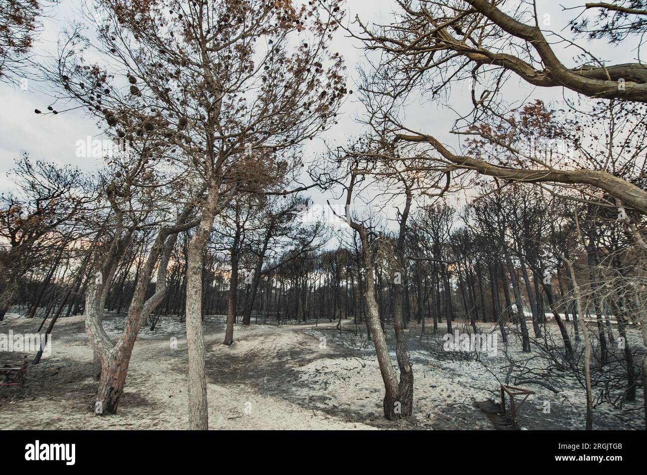 Der italienische Kiefernhain in riserva Naturale di Metaponto weist eine durch Feuer oder Lagerfeuer beschädigte Umgebung auf. Pineta, Kiefernwald verbrannt durch Feuer oder Hitze Stockfoto