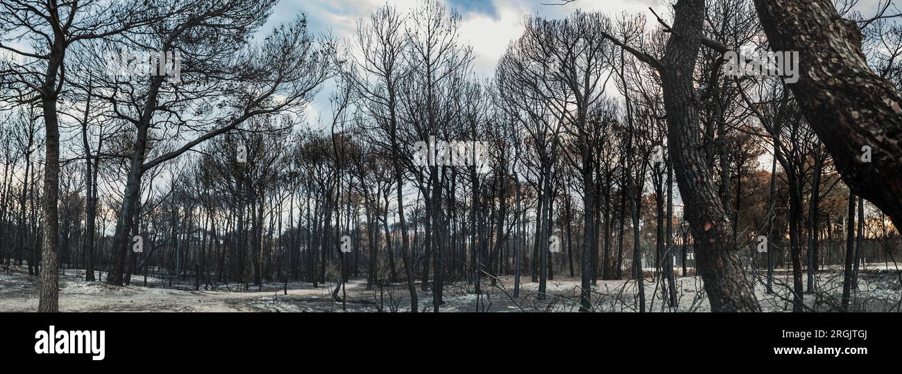Ein italienischer Kiefernhain in einem Naturschutzgebiet weist eine durch das Feuer oder Lagerfeuer schwer beschädigte Umgebung auf. Umweltkatastrophe in einem pineta- oder Pinienwald Stockfoto