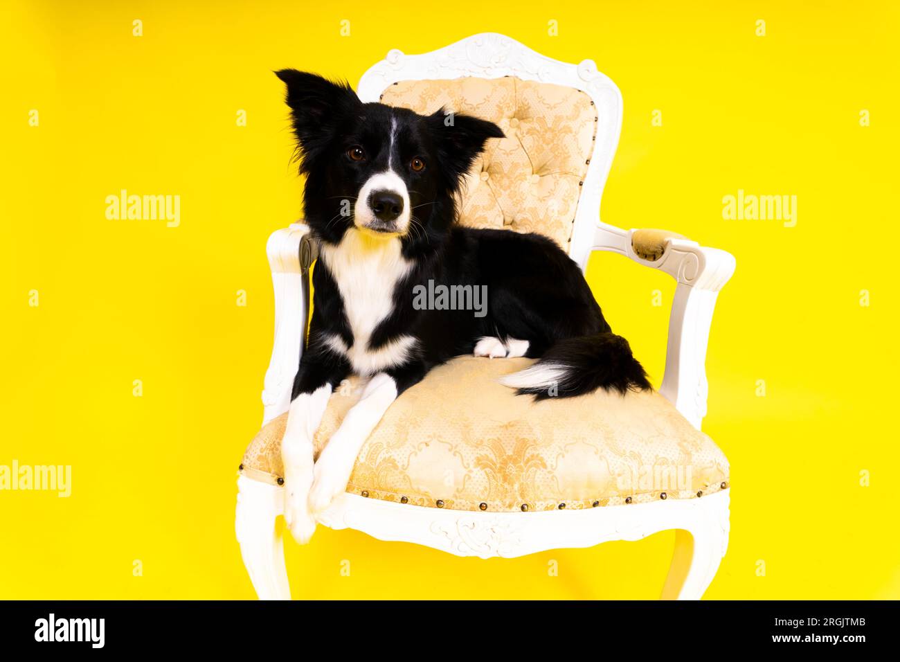 Das Hündchen lernt zu gehorchen. Hundetraining, Besitzer, der dem Hund den Preis gibt. Isolierter Hintergrund, Border Collie Stockfoto