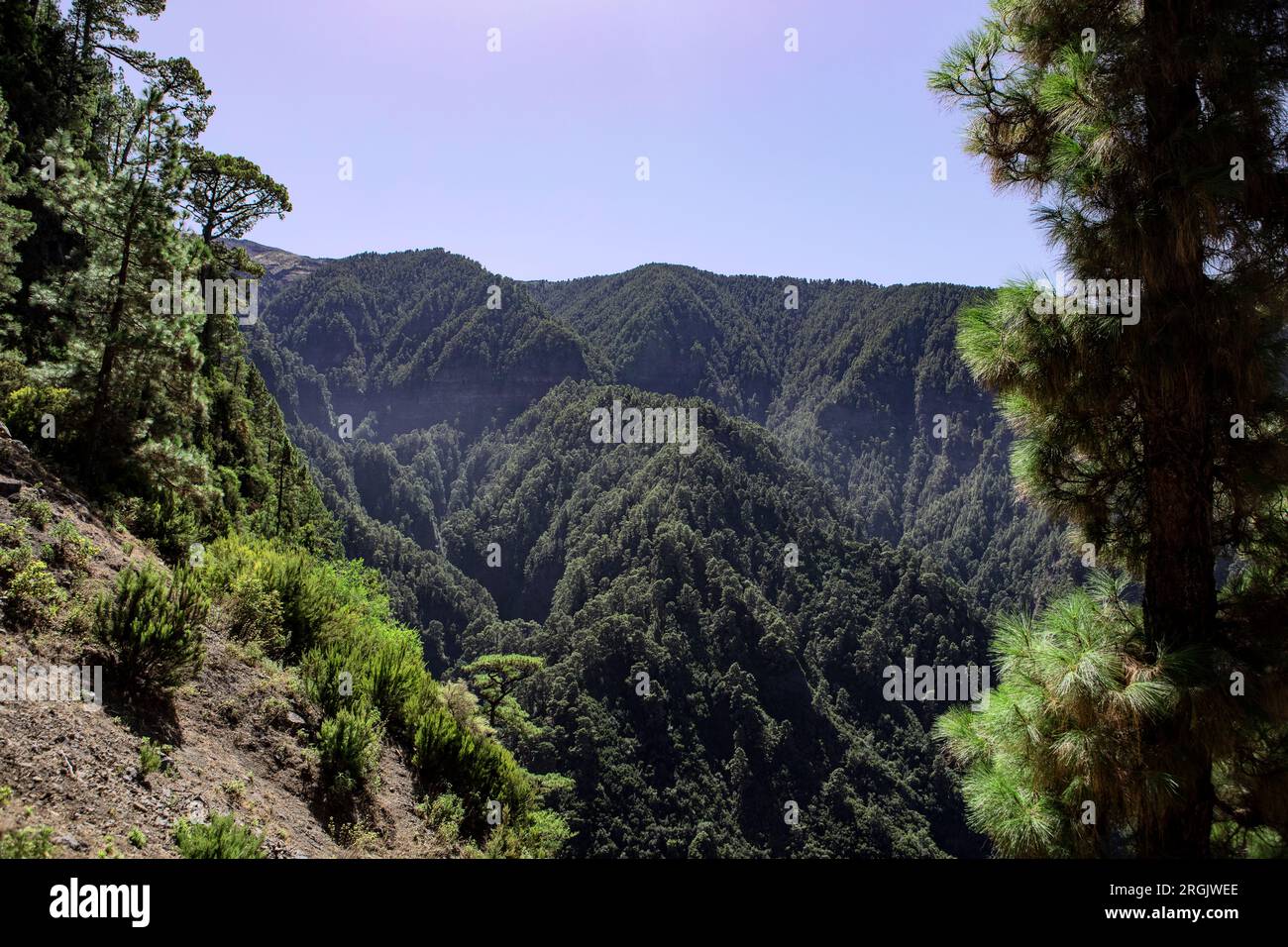 Berglandschaft und Kiefernholz der Kanarischen Inseln im Nationalpark Caldera de Taburiente, La Palma, Spanien. Stockfoto