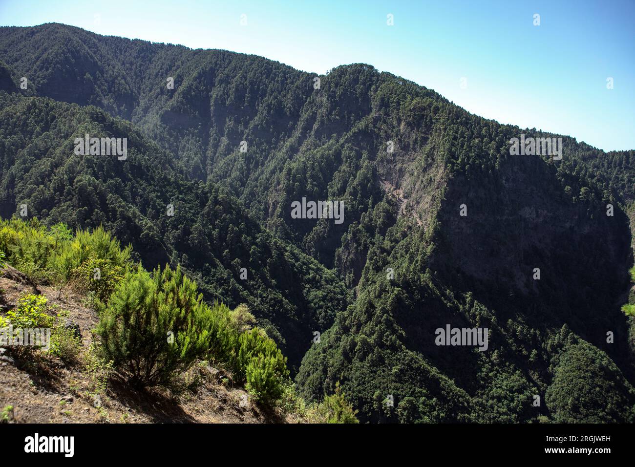 Berglandschaft und Kiefernholz der kanarischen Inseln im Nationalpark Caldera de Taburiente, La Palma, Spanien. Stockfoto