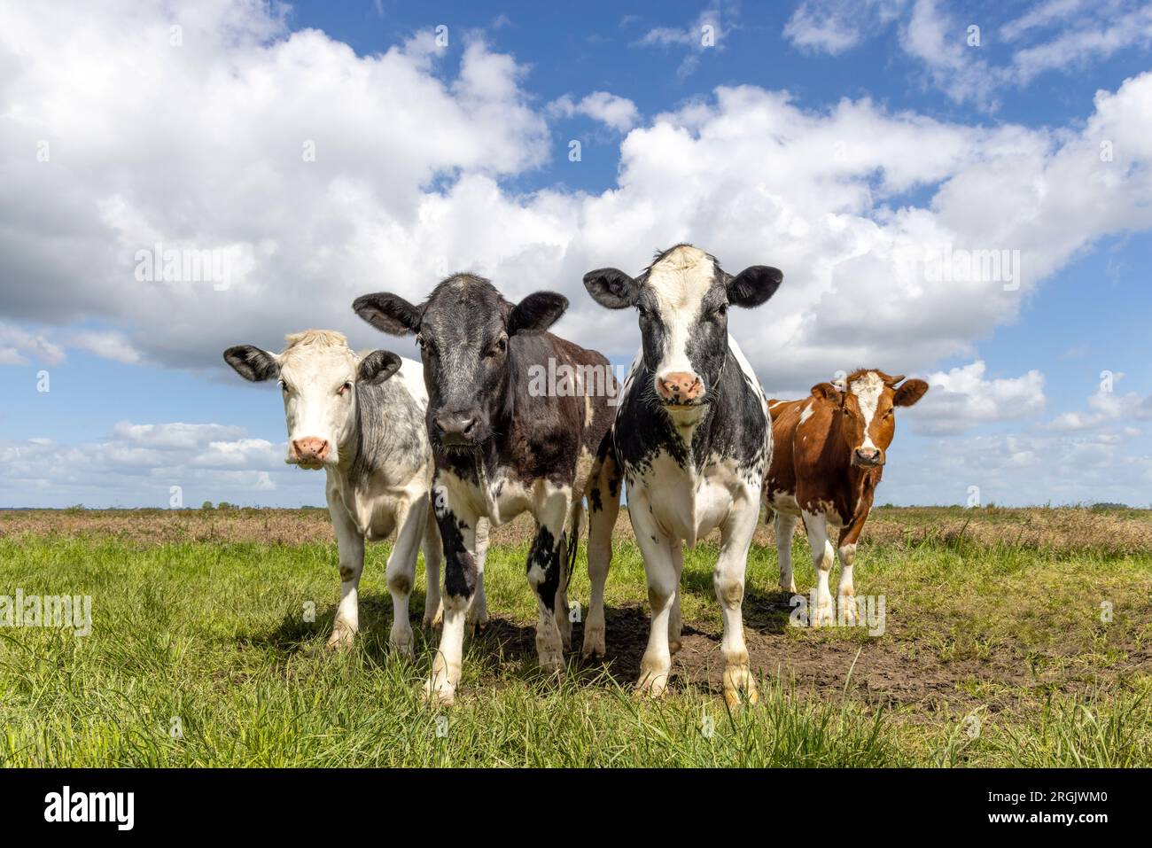 Gruppieren Sie Kühe in der ersten Reihe, vier schwarz-rot-weiße Packungen zusammen auf einem Feld, glücklich und fröhlich und ein blauer, wolkiger Himmel, Weitwinkel Stockfoto