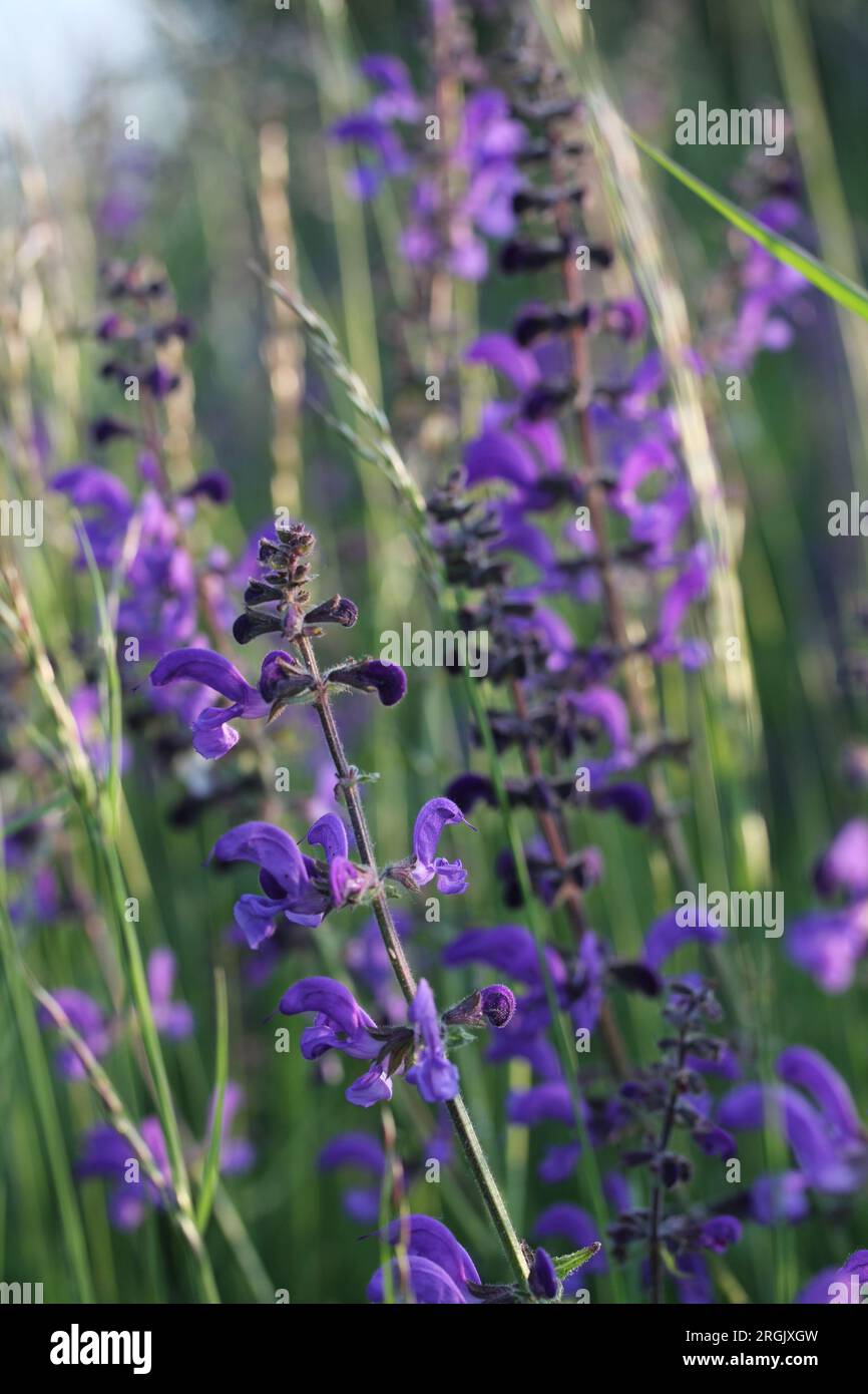 Salvia pratensis Stockfoto