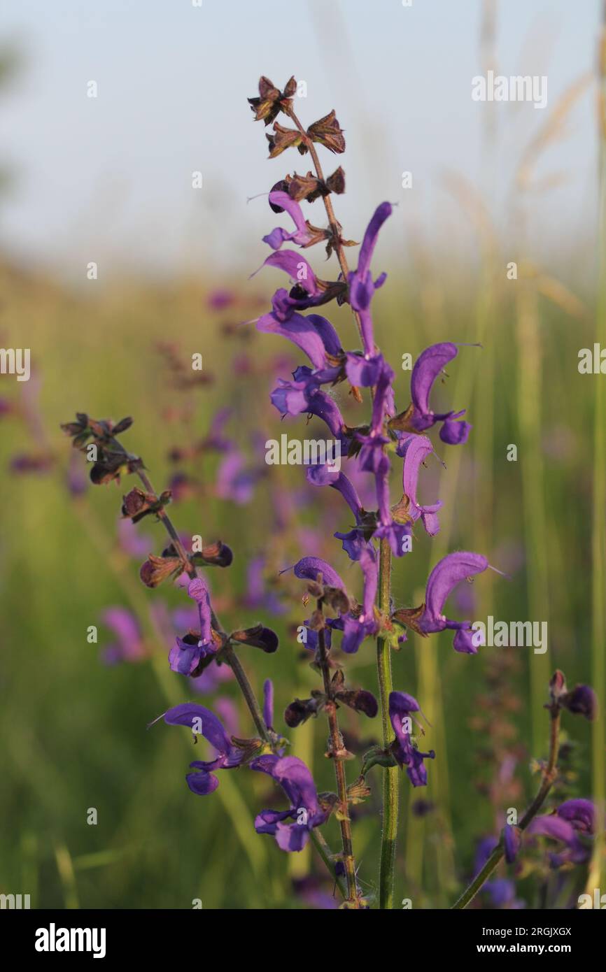 Salvia pratensis Stockfoto