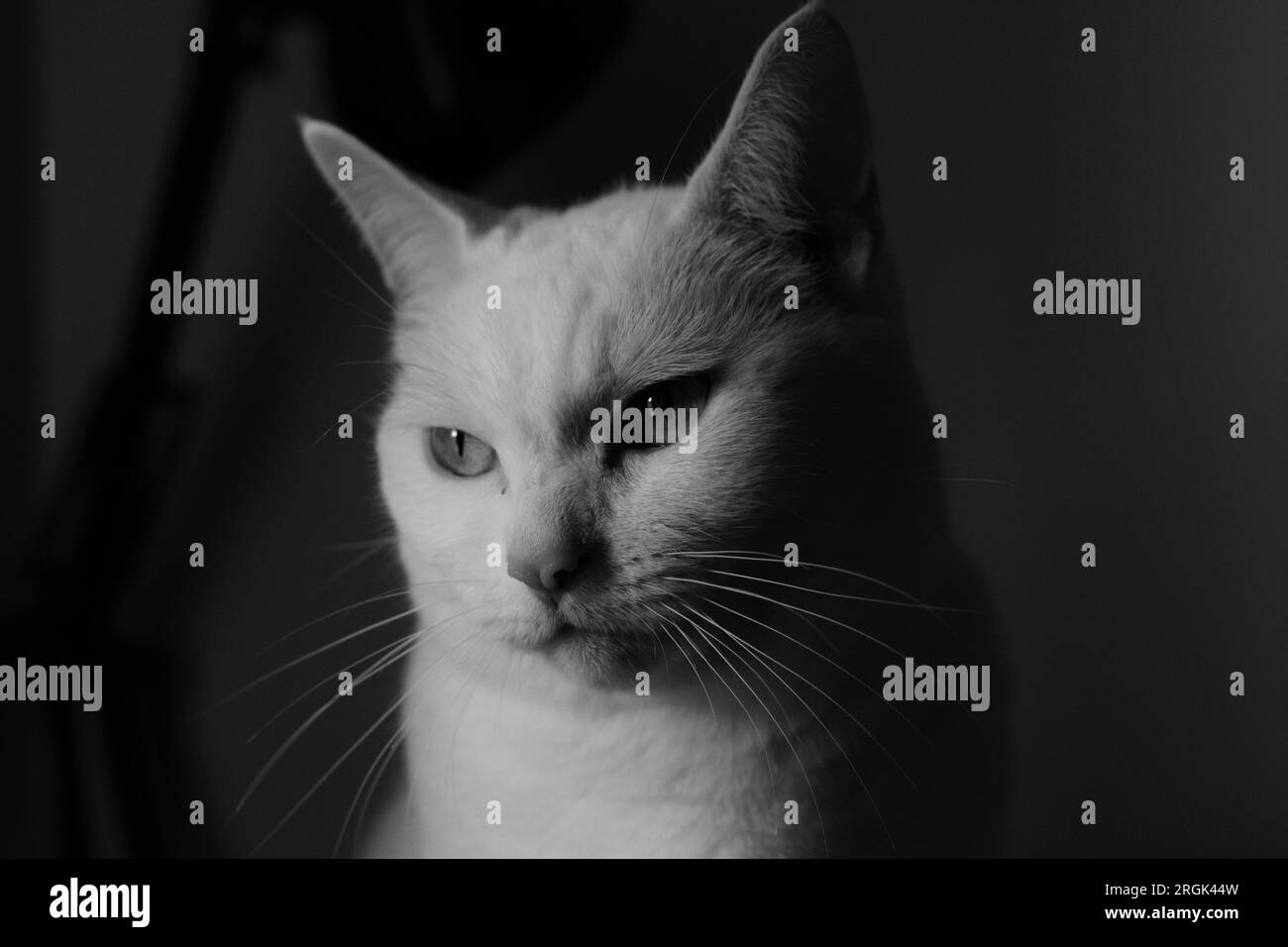 Schwarz-weiß-Porträt einer Reifen, weißen Hauskatze mit kurzen Haaren. Stockfoto