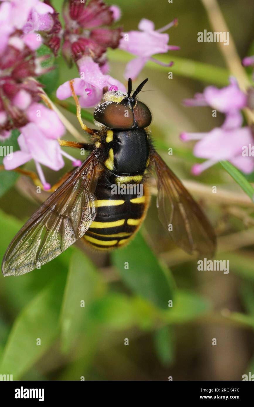 Natürliche Nahaufnahme auf einem Yellow Barred Peat Hoverfly, Sericomyia silentis auf einer lilafarbenen Thymianblume Stockfoto