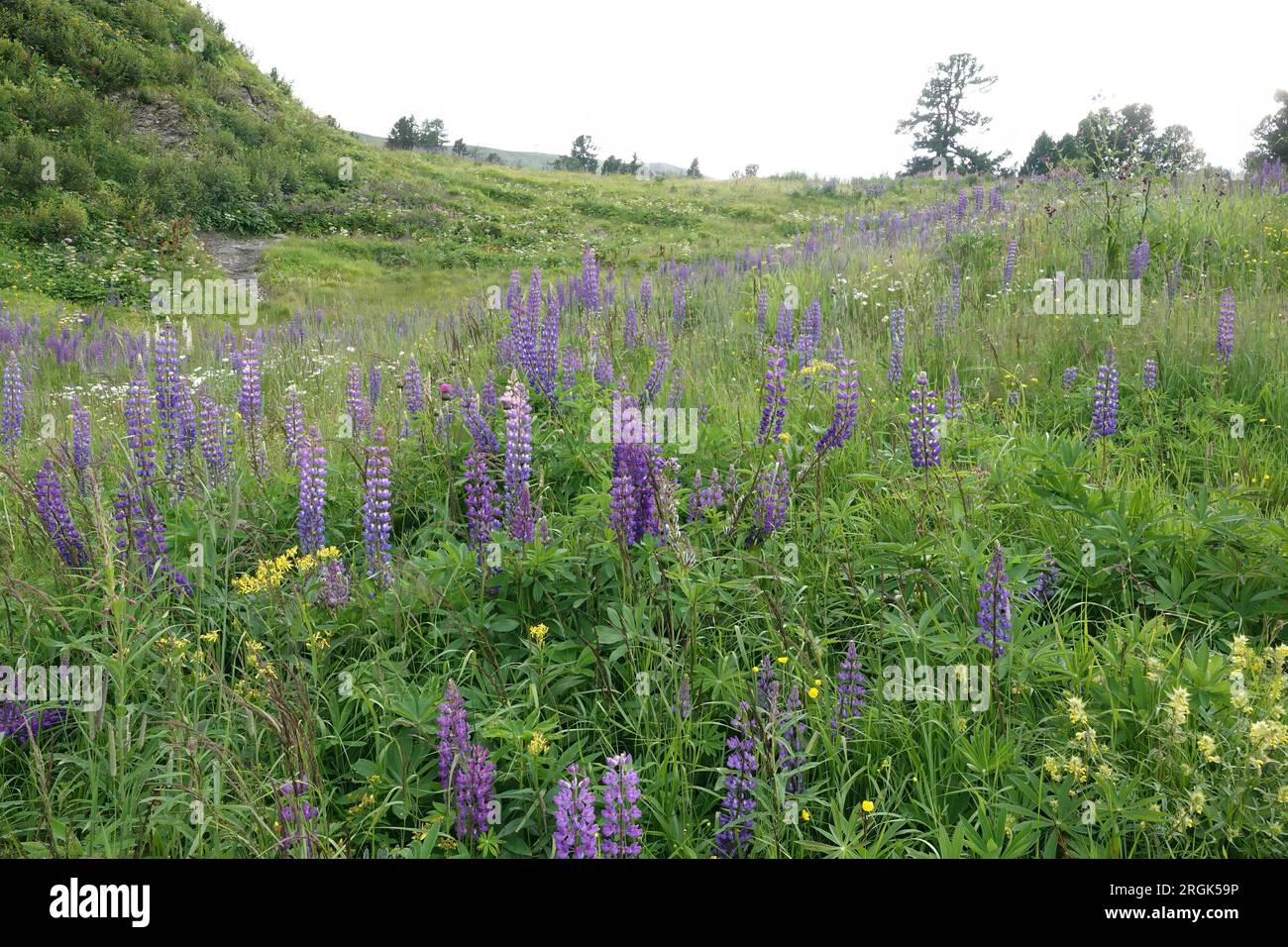 Natürliche, farbenfrohe Landschaftsansicht auf einer Ansammlung von blau blühenden großblättrigen Lupinen, Lupinus polyphyllus Stockfoto