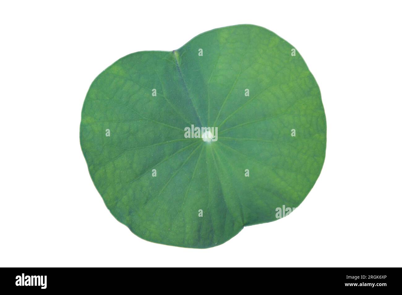 Lotus Leaf Isolate Sammlung von weißem Hintergrund Stockfoto