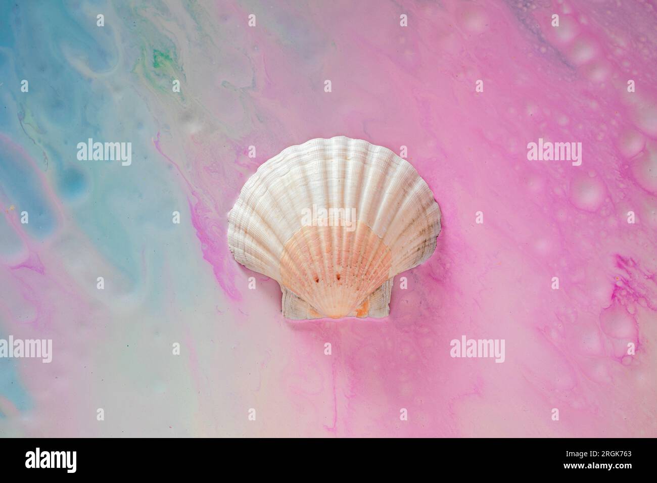 Große weiße Muschel auf farbenfrohem blau-pinkfarbenen Hintergrund Stockfoto