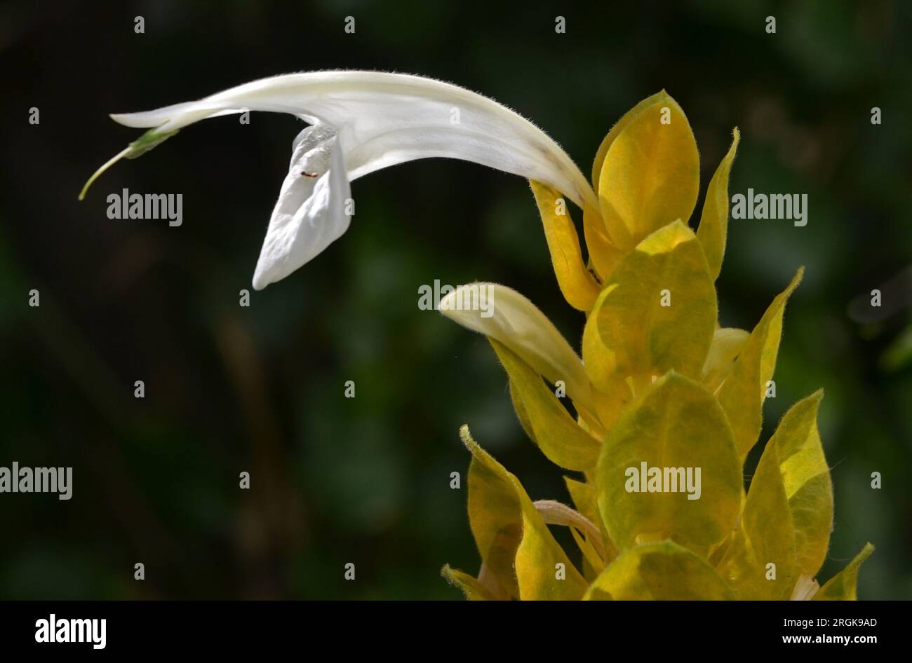 Blütendetails der leeren gelben Garnelen.Pachystachys lutea, in Brasilien als ‚Garnelen‘ bekannt, ist ein tropischer Stauden, der in Südamerika heimisch ist. T Stockfoto