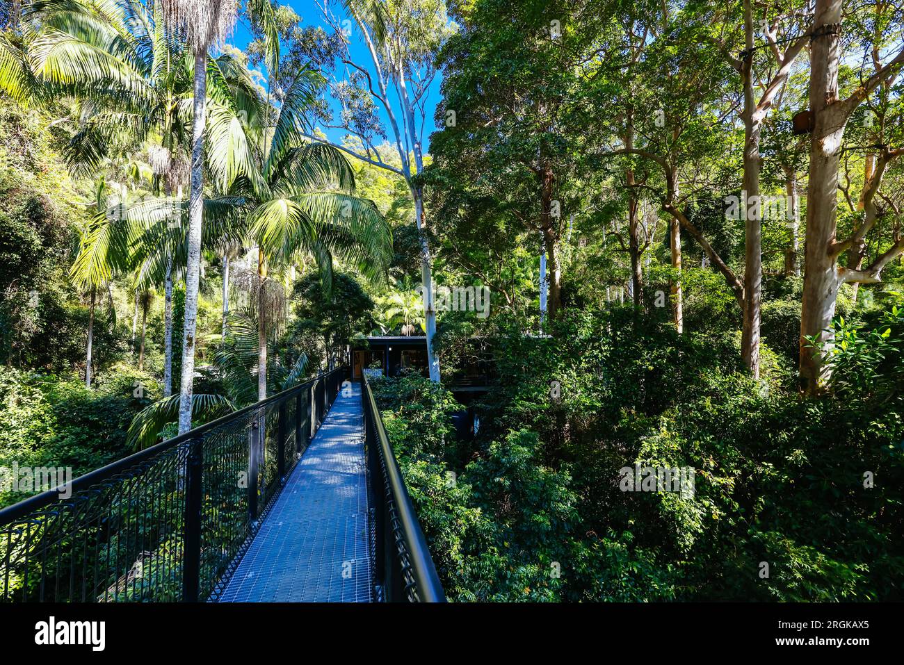 MT TAMBORINE, AUSTRALIEN - JULI 30 2023: Der atemberaubende Tamborine Rainforest Skywalk an einem warmen Wintertag am Mt Tamborine, Queensland, Australien Stockfoto