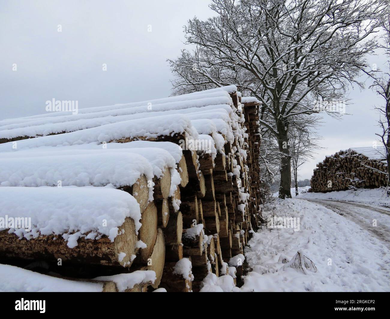 Die Stämme der gefällten Bäume werden zusammengesetzt. Mit Schnee bedeckt und ein verschneiter Pfad Stockfoto