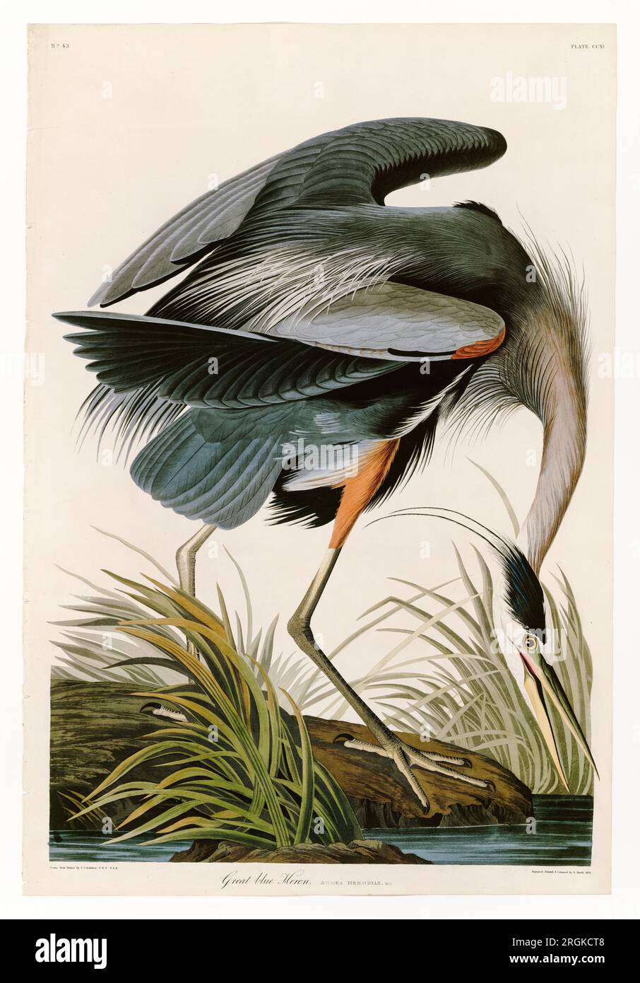 John James Audubon, Great Blue Heron (Ardea Herodias), Abbildung 1821 Stockfoto