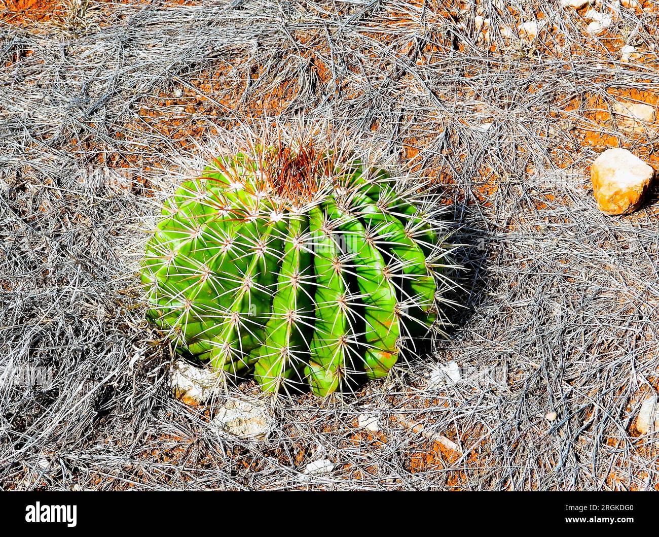 Melo Cactus Stockfoto