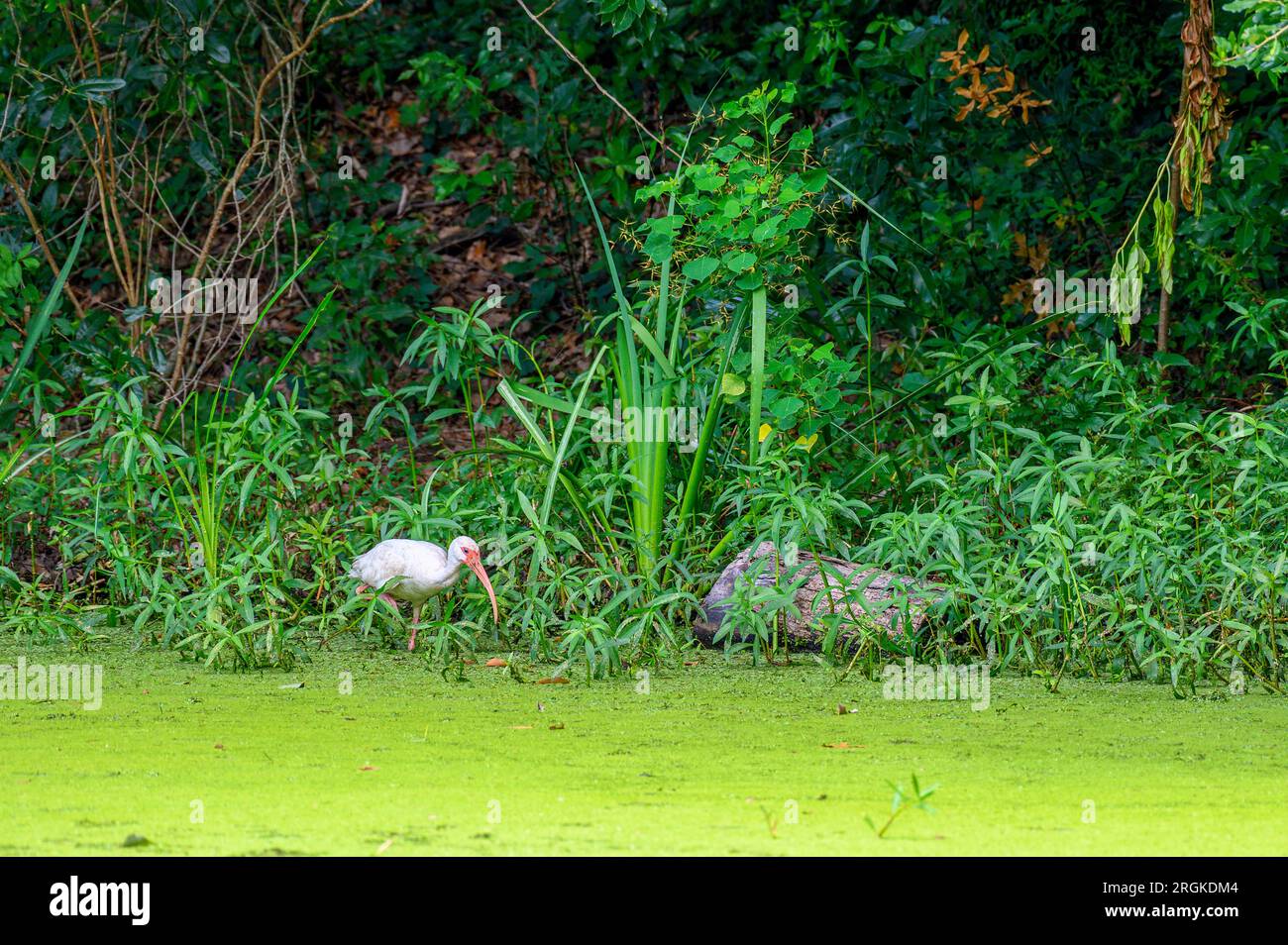 White ibis weht durch das Wasser auf der Suche nach Speisen im Couturie Forest of City Park, New Orleans, Louisiana, USA Stockfoto