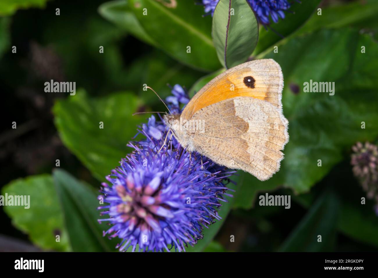 Wiesenbrauner Schmetterling, Maniola jurtina, auf einer Hebe-Blume. Stockfoto