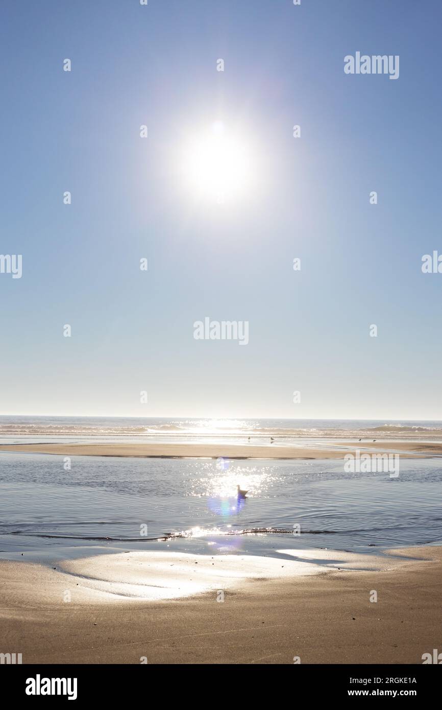 Ein Vogel an einem Strand mit heller Sonne am Himmel dahinter. Stockfoto