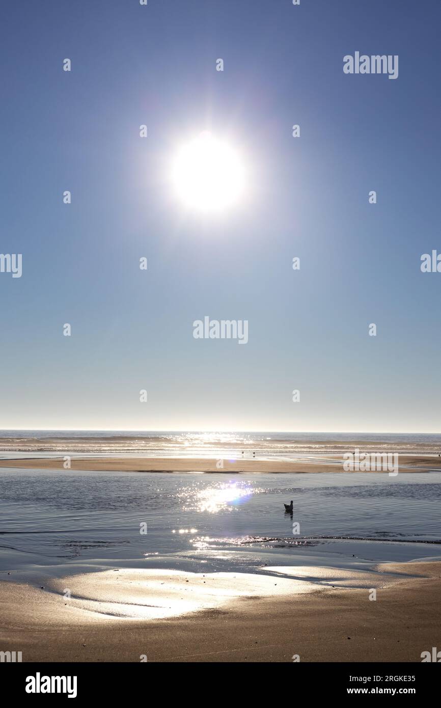 Ein Vogel an einem Strand mit heller Sonne am Himmel dahinter. Stockfoto